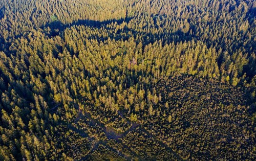 Spruce forest from above