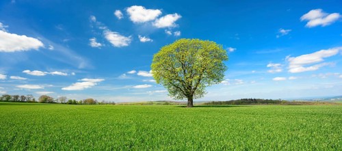 Large solitary chestnut tree on green field