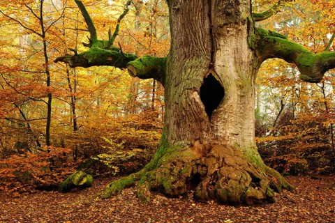 Kamineiche in autumn