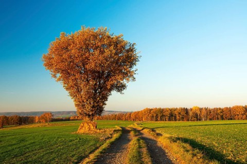Field landscape in autumn
