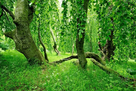 Bizarrely overgrown hanging beech in an overgrown park