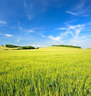 Hilly landscape with barley field