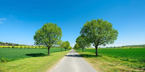 Alley of lime trees through cultivated landscape under a blue sky in spring