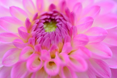 Decorative Dahlia