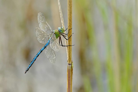 Emperor dragonfly