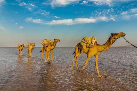 Camels loaded with rock salt plates walk through a salt lake