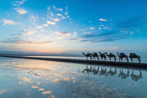 Camels loaded with rock salt slabs walk at sunset through a salt lake