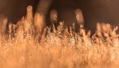 High grass
