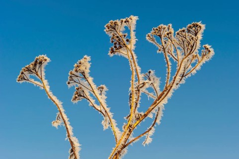 Tansy