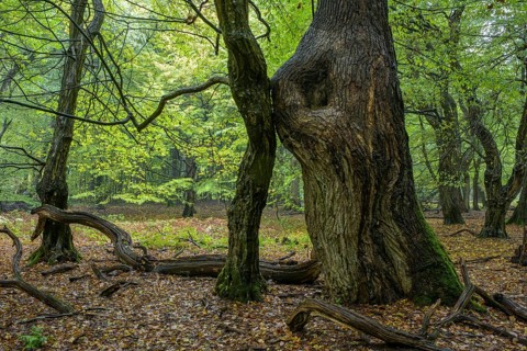 Tree trunks of old trees and dead wood