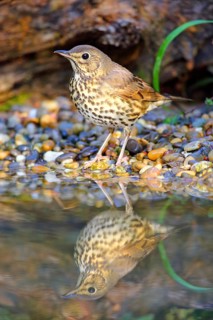 Song thrush