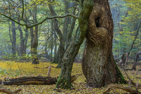 Autumn in the primeval forest Baumweg