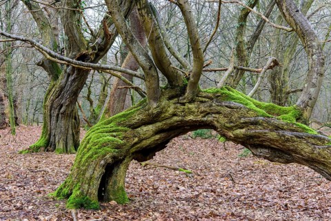 Old beech