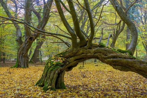 Autumn in the jungle Baumweg
