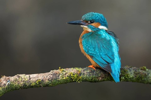 Common kingfisher