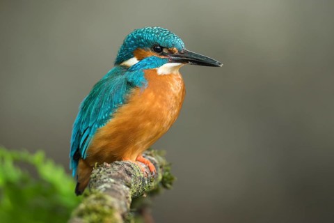 Common kingfisher