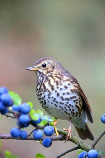 Song thrush