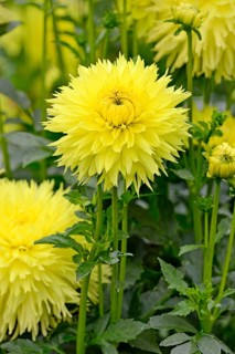Deer antlersDahlia