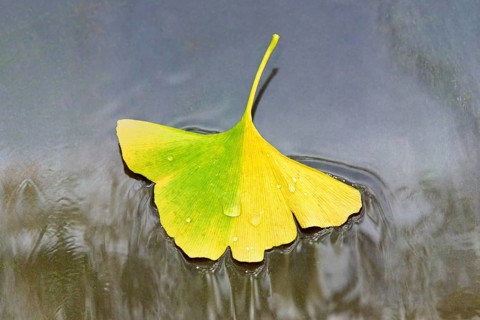 Gingko