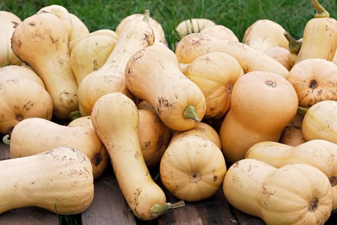 Squash Butternut
