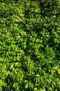 Virginia creeper