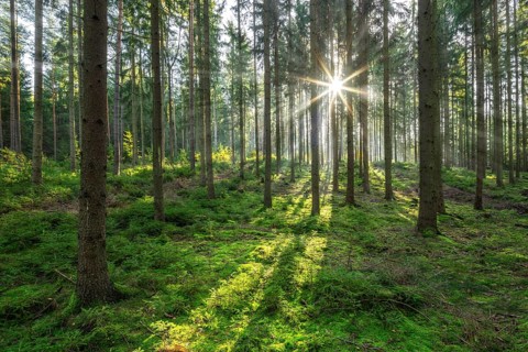 Spruce forest in the morning