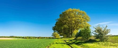 Old oak trees line a field path through green fields in spring