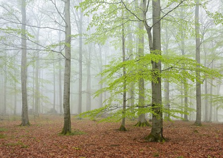 Beech forest with fog in early spring