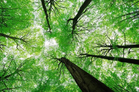 Giant old beeches