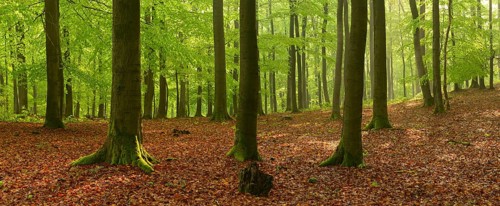 Panorama