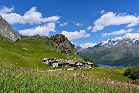 Meadow with flowering Meadow bistort