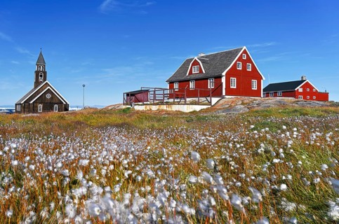 Cottongrass