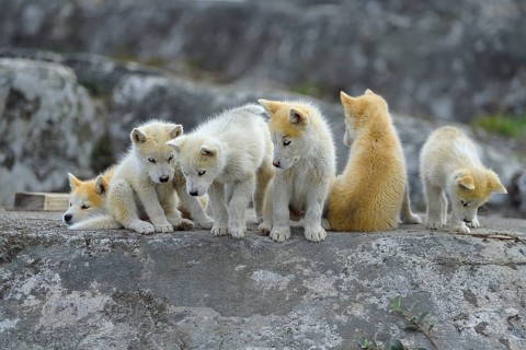 Six young Greenlandic dogs sitting on a rock slab