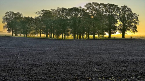 Oak grove