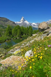 Alpine meadow of blossoming yellow flowers at the Grindjisee