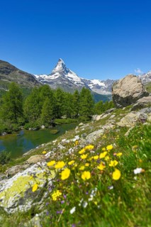 Alpine meadow of blossoming yellow flowers at the Grindjisee