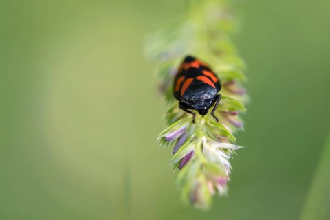 Red-and-black froghopper