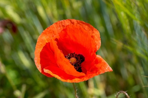 Blooming red poppy