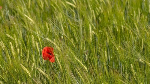 Blooming red poppy