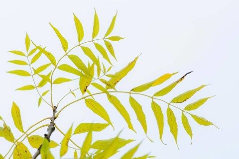 Twig