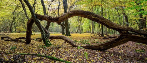 Intertwined trunks of old trees and deadwood