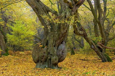 Autumn in the jungle Baumweg