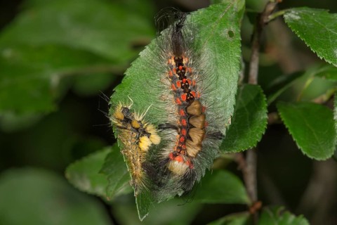 Rusty Tussock Moth