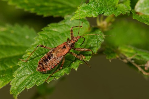 Sickle bug