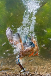 Common kingfisher
