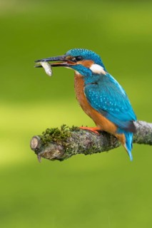 Common kingfisher