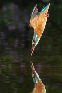 Spoils of the Common kingfisher