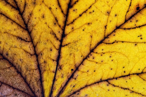 Structure of a yellowish