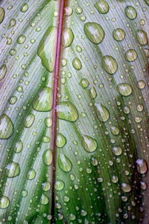 Leaf of a plant with raindrops