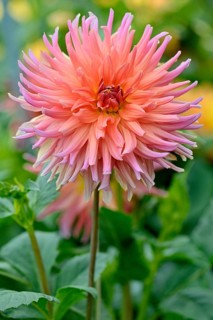 SemicactusDahlia